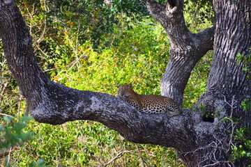 Sri Lankan Leopard on a Palu Tree © Nuwantha