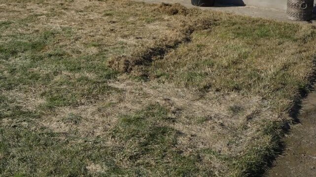 Raked lawn with piles of dry grass along the edge in spring. Cleaned turf after removing thatch and dead grass
