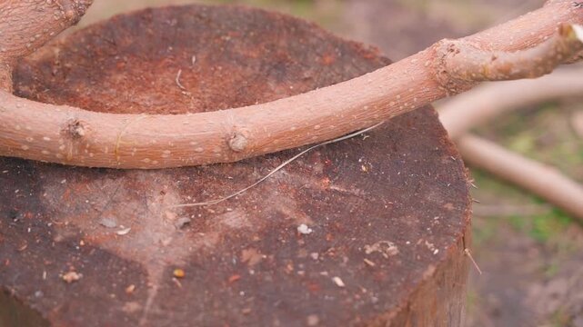 Chopping branch with axe on tree stump close-up. Cutting wooden stick on chopping block in garden