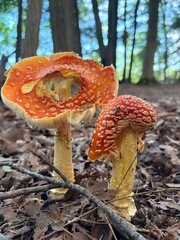 mushroom in the forest © Paula