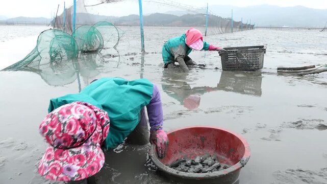 Korean Mudflat Peolbae Razor Clam Shellfish Clam Harvesting Fisherman Korea 한국 갯벌 뻘배 맛조개 조개 조개잡이 어민 어부 채취 수산물 해양생태 노동