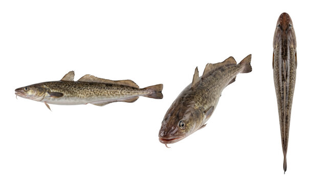 Common ling fish set in three views, deep sea codfish isolated on transparent background