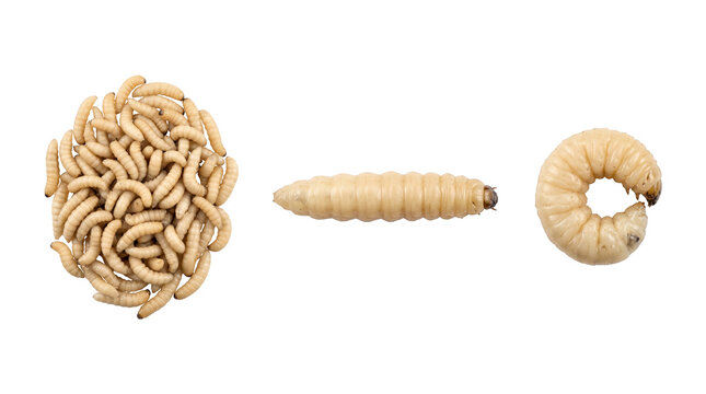 Fishing maggots bait set in three positions, fly larvae tackle isolated on transparent background