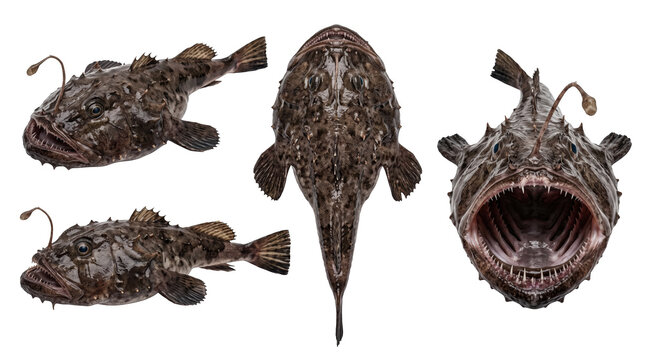 Monkfish anglerfish set in three different angles, deep sea fish isolated on transparent background