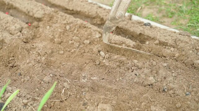 Covering pea seeds with soil in furrows on garden bed close-up. Seed planting season in vegetable garden