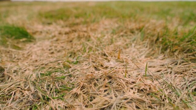 Dry matted grass on lawn close-up after winter. Damaged turf with yellow and green blades at ground level