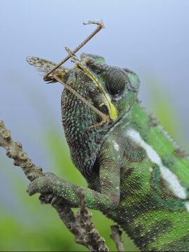Exotic predator chameleon chewing on large long-winged bush-cricket on rustic branch. Close-up of chameleon eats big female grasshopper with long wings