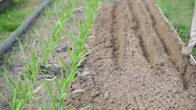 Furrows in garden bed prepared for sowing next to green garlic sprouts close-up