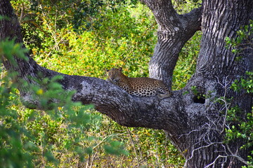 Sri Lankan Leopard on a Palu Tree © Nuwantha