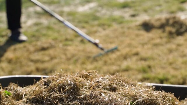Dry grass in wheelbarrow with person raking lawn in background. Collecting thatch and dead grass during spring lawn cleaning