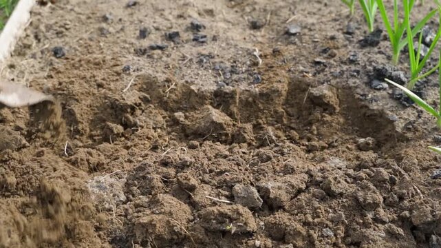 Digging garden bed with shovel next to growing garlic close-up. Loose soil and green sprouts in vegetable garden