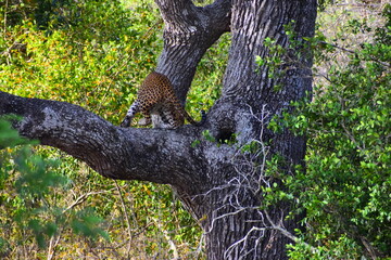 Sri Lankan Leopard on a Palu Tree © Nuwantha