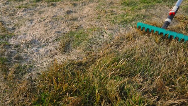 Raking dry grass from lawn with fan rake in spring. Removing thatch and dead grass from turf close-up