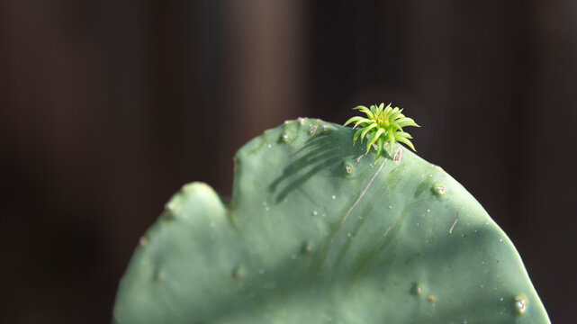 Close up of Opuntia Ficus Indica  yung plant cactus or nopales growing alone in rural areas growing near the wood fence. Horizontal frame.