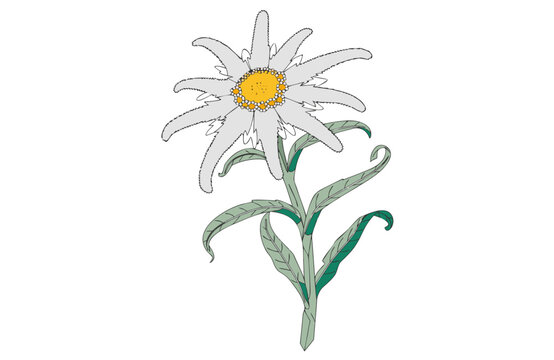Hand-drawn illustration of a single edelweiss flower isolated on a white background