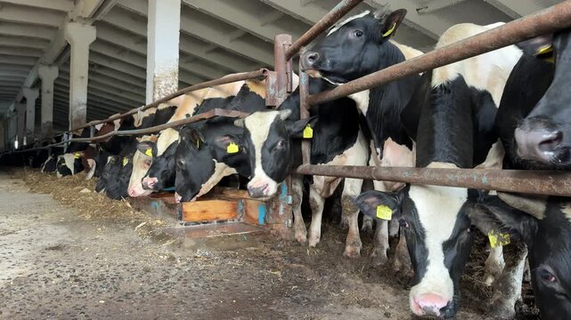 Black and white dairy cows feeding from troughs in a rustic barn with wooden beams and concrete flooring, showcasing rural life and agricultural setting