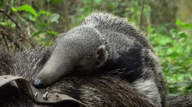 Baby anteater on mother's back giant anteaters in natural habitat Argentina