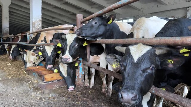 Dairy cows feeding in a barn, showing close-up views of their heads and bodies, with visible feeding troughs and rustic barn structure in the background