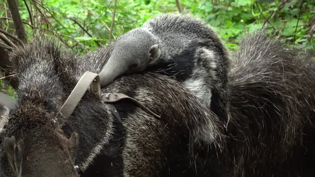 Wild giant anteater with young in the grasslands of northeastern Argentina