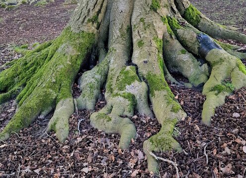 Massive buttress tree roots covered in vibrant green moss spreading firmly across forest floor covered in beech mast