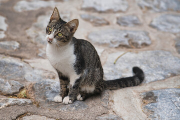 Tabby street cat sitting on cobblestone street in Hydra island Greece © RayBreen