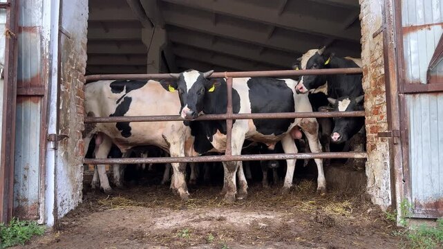 Group of black and white dairy cows standing behind a wooden gate inside a barn, with straw scattered on the ground and a rustic interior visible