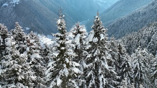Uzungol Lake (Uzung&ouml;l) in the Winter Season Drone Video, Uzungol Plateau Caykara, Trabzon Turkiye (Turkey)