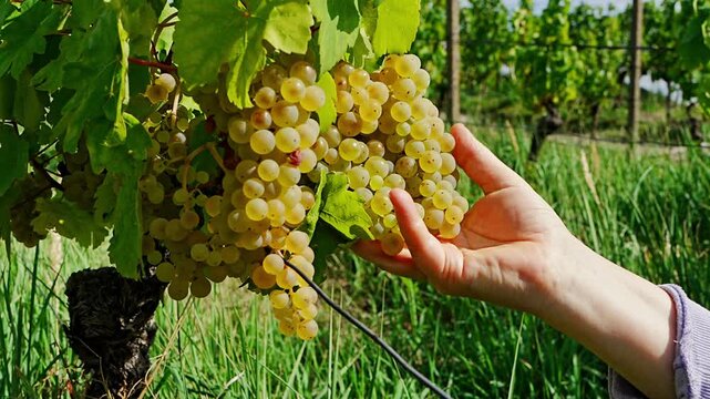 Ripe golden wine grapes growing on a grapevine and held by woman hands, with fresh berries glowing in sunlight during seasonal harvest.