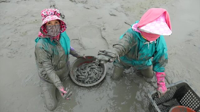 Korean Mudflat Peolbae Razor Clam Shellfish Clam Harvesting Fisherman Korea 한국 갯벌 뻘배 맛조개 조개 조개잡이 어민 어부 채취 수산물 해양생태 노동