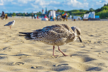 Mewa srebrzysta na plaży w Sopocie. © Janusz