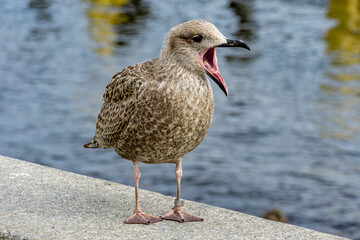 Mewa srebrzysta. © Janusz