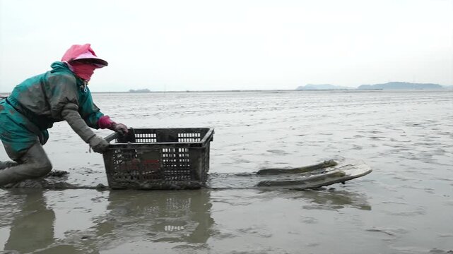 Korean Mudflat Peolbae Razor Clam Shellfish Clam Harvesting Fisherman Korea 한국 갯벌 뻘배 맛조개 조개 조개잡이 어민 어부 채취 수산물 해양생태 노동