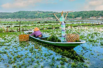 Woman collecting seaweed on boat at Nusa penida island in Bali, Indonesia © nonglak