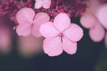 Selective focus on single Hydrangea flower in vintage style with blurred background © nonglak