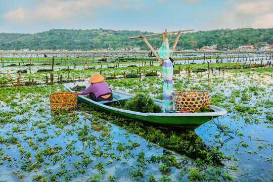 Woman collecting seaweed on boat at Nusa penida island in Bali, Indonesia