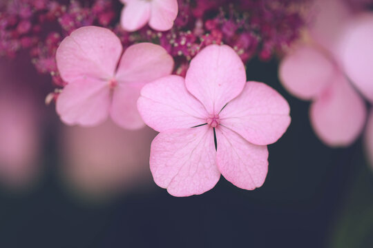 Selective focus on single Hydrangea flower in vintage style with blurred background