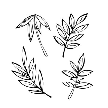 Hand drawn botanical branch with leaves set. Minimalist vector line art illustration of tropical and olive twigs isolated on white background. Doodle floral elements.