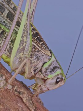 Large grasshopper resting on rough bark, high-detail macro video, zoom out. Close-up of big grasshopper on tree branch