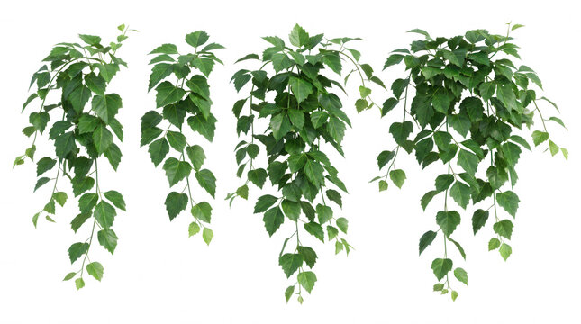 Four hanging grape ivy plant branches with green leaves isolated on a transparent background
