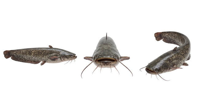 Wels catfish composition, mockup isolated on transparent background, Animals & Wildlife