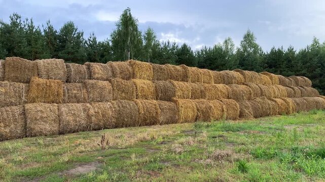 Stacked hay bales in a rural field with green grass and trees in the background, showcasing agricultural storage and landscape continuity
