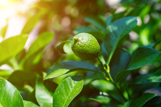 Fresh green lime growing on tree branch.