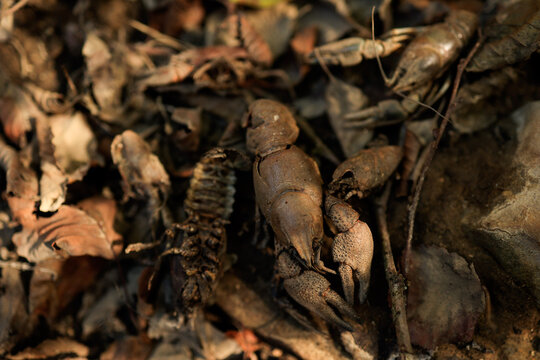 High mortality of the noble crayfish due to prolonged drought induced by the climate change