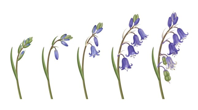 Bluebell Campanula Flower Growth Sequence Vector Illustration Set