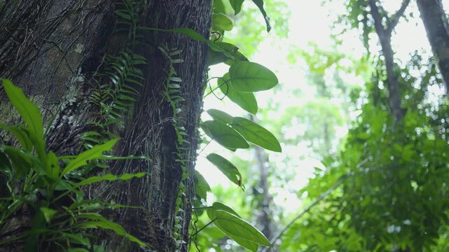 Close-up of a tree trunk covered in moss and climbing plants