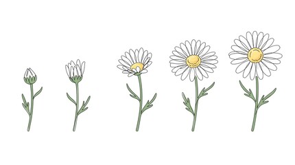 Obraz premium Chamomile Daisy Flower Growth Sequence Black and White Line Art Vector Drawing