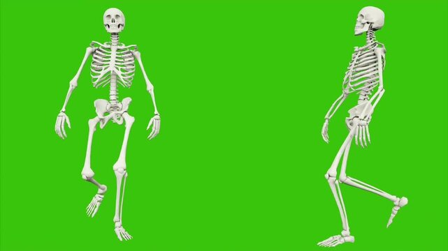 vector illustration of a human skeleton