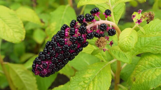 Phytolacca acinosa, commonly known as Indian pokeweed or Asian pokeweed, is a herbaceous perennial plant in the family Phytolaccaceae. Native to parts of East and Southeast Asia.