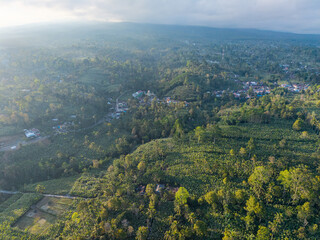 Obraz premium Lush green hills stretch under soft morning light. Villages dot the landscape, nestled among trees at Pronojiwo, Lumajang