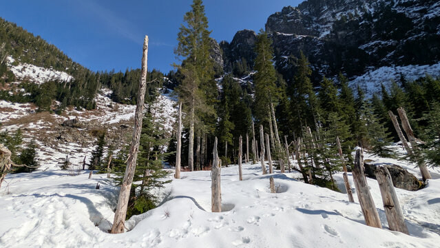 Snow Covered Alpine Basin and Evergreen Forest at Heather Lake Washington